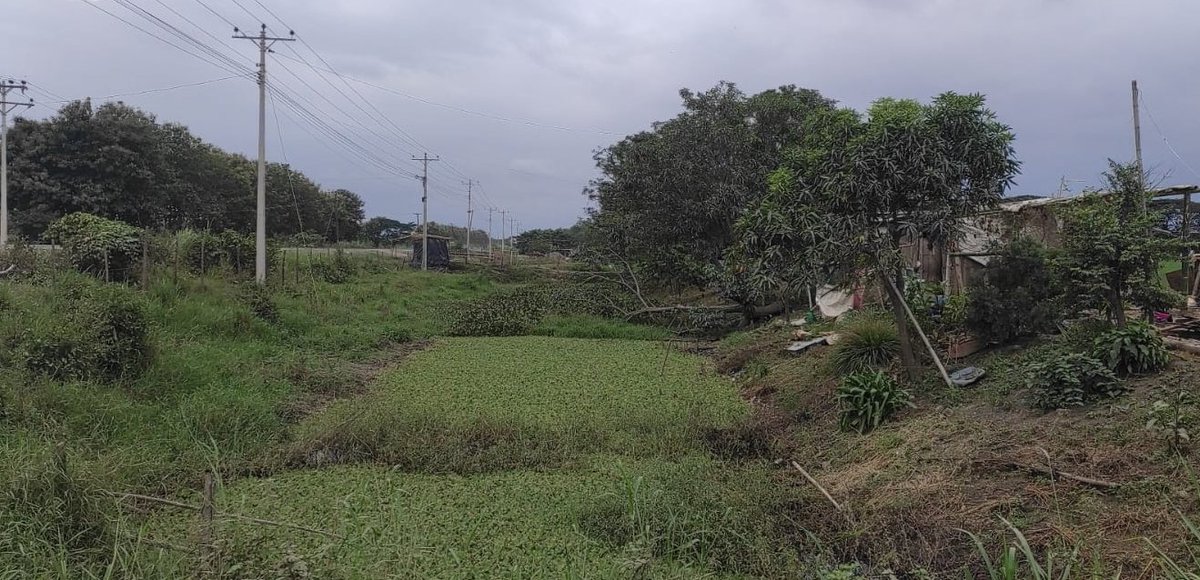 Riego_Guayas's tweet photo. En atención a audiencia ciudadana, @Riego_Guayas se hace presente en territorio realizando inspección técnica para limpieza de canales y cunetas en el recinto San Antonio, cantón #Durán. #PrefecturaCiudadanaDelGuayas
#GuayasSeMueve
#DIRDRA
@PrefGuayas https://t.co/vS03hn7kIa