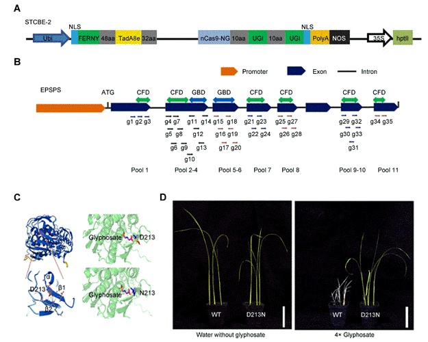 JIPBio's tweet photo. With an improved dual #cytosine and #adenine #BaseEditor, Zhang et al. target OsEPSPS for artificial #evolution, generating a novel allele conferring glyphosate tolerance in #rice.
https://t.co/JzpOla4JHY @wileyplantsci #JIPB #PlantSci #CropSci https://t.co/bPu8GxWHtl