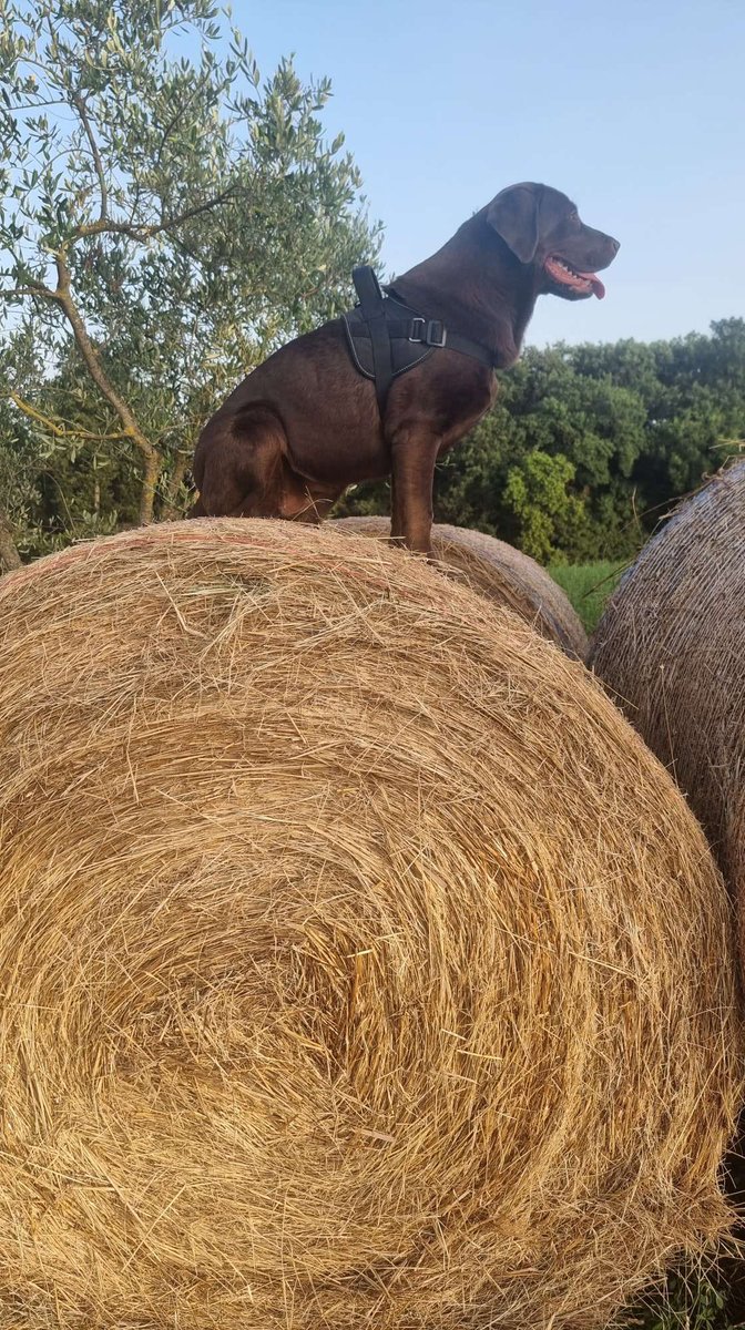 LiaWired's tweet photo. I is still on de Hollybobs! Farm life is de greatest, we needs to make some farmy game, hoomans @WiredP gets going! I needs a farmy game! #IndieGamer #GamerDog #IndieGames #IndieDog #indieGames #dog #ChocolateLab #DogsInGames @WiredP #OfficeDog #OfficeMotivator https://t.co/wyT5dn3AUq