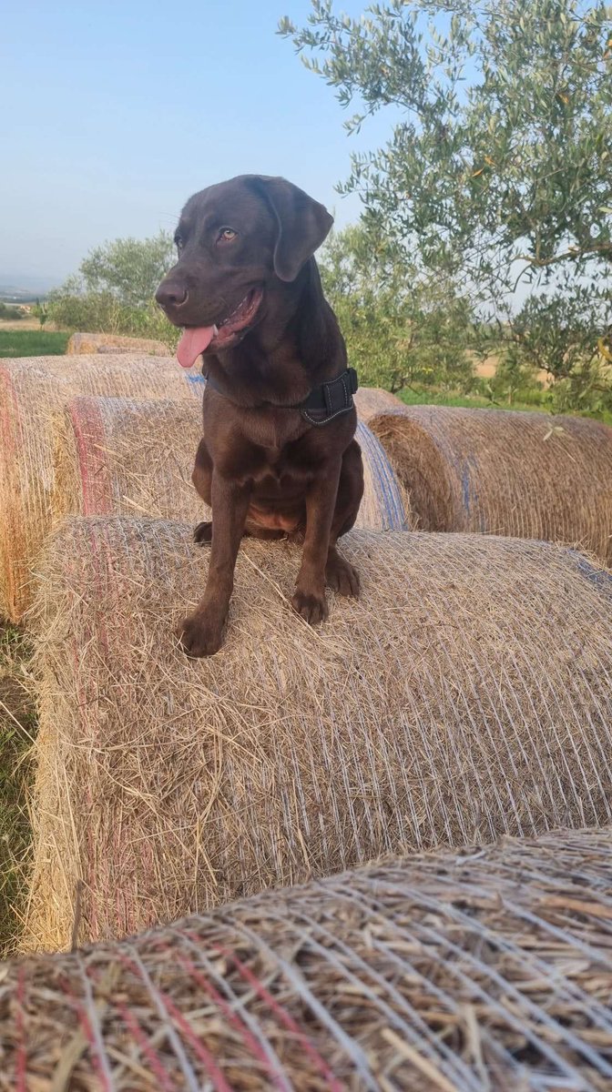 LiaWired's tweet photo. I is still on de Hollybobs! Farm life is de greatest, we needs to make some farmy game, hoomans @WiredP gets going! I needs a farmy game! #IndieGamer #GamerDog #IndieGames #IndieDog #indieGames #dog #ChocolateLab #DogsInGames @WiredP #OfficeDog #OfficeMotivator https://t.co/wyT5dn3AUq
