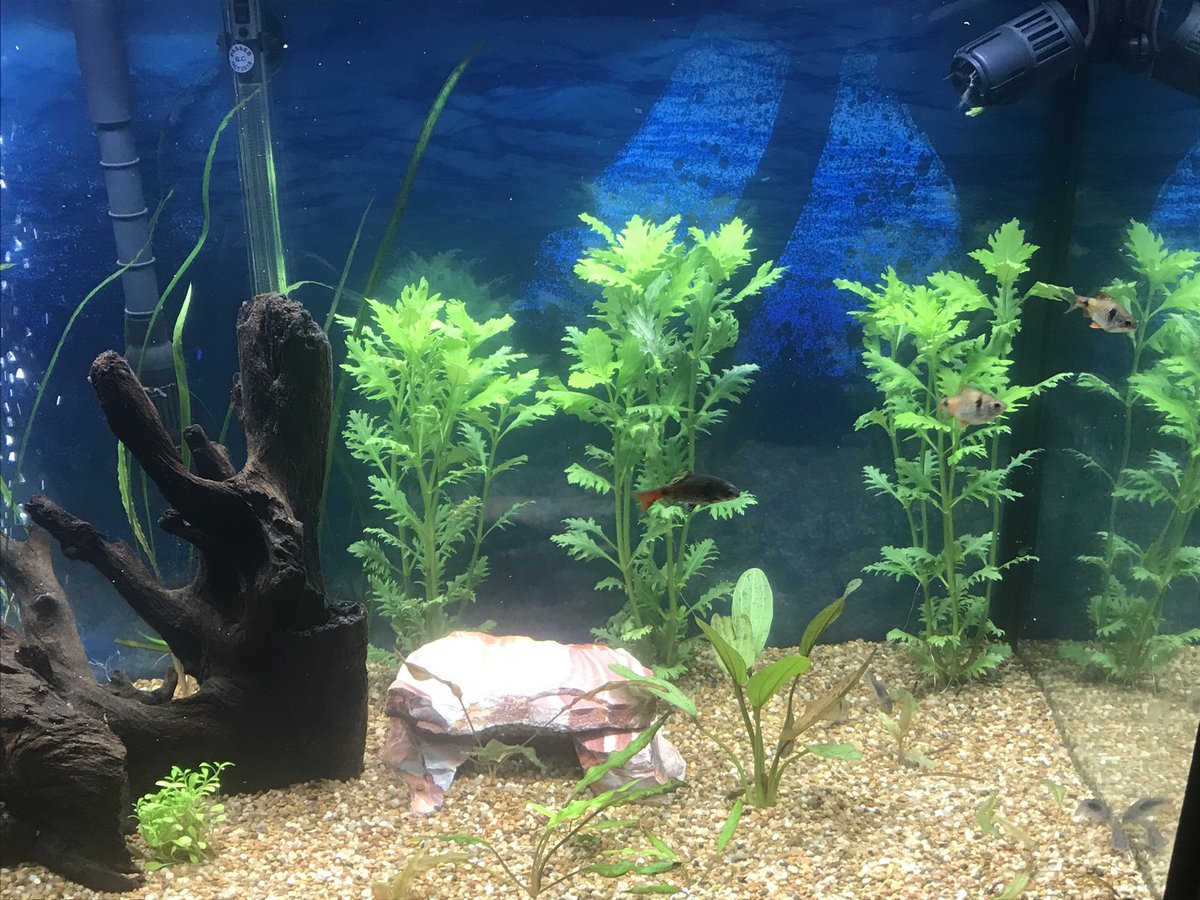 AshrumtheBlack's tweet photo. @Carbonbasedlady How about some scaley boys and girls? https://t.co/Mom9UDsM1v