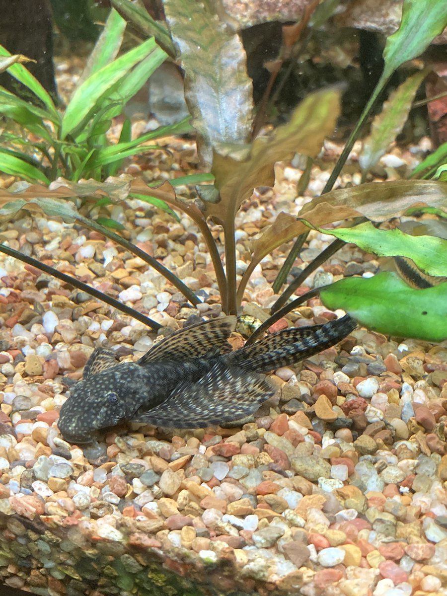 AshrumtheBlack's tweet photo. @Carbonbasedlady How about some scaley boys and girls? https://t.co/Mom9UDsM1v