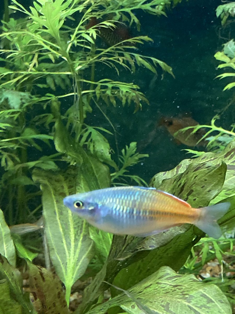 AshrumtheBlack's tweet photo. @Carbonbasedlady How about some scaley boys and girls? https://t.co/Mom9UDsM1v