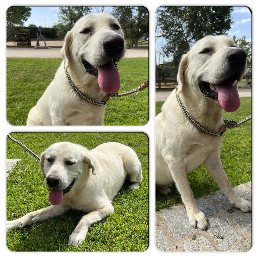 NuevaVidaAdop's tweet photo. #URGENTE 
#Madrid 
HEMOS sacado a PEGASO de la perrera donde fué abandonado.
Ingresado en Residencia Canina a falta de casa de acogida 
NECESITA #urgente #casadeacogida o #adopcion
#LabradorRetriever de 1 año
CONTACTO 📩facenuevavida@gmail.com
#acoge #acogida #rt https://t.co/Hc0yN7tqqi