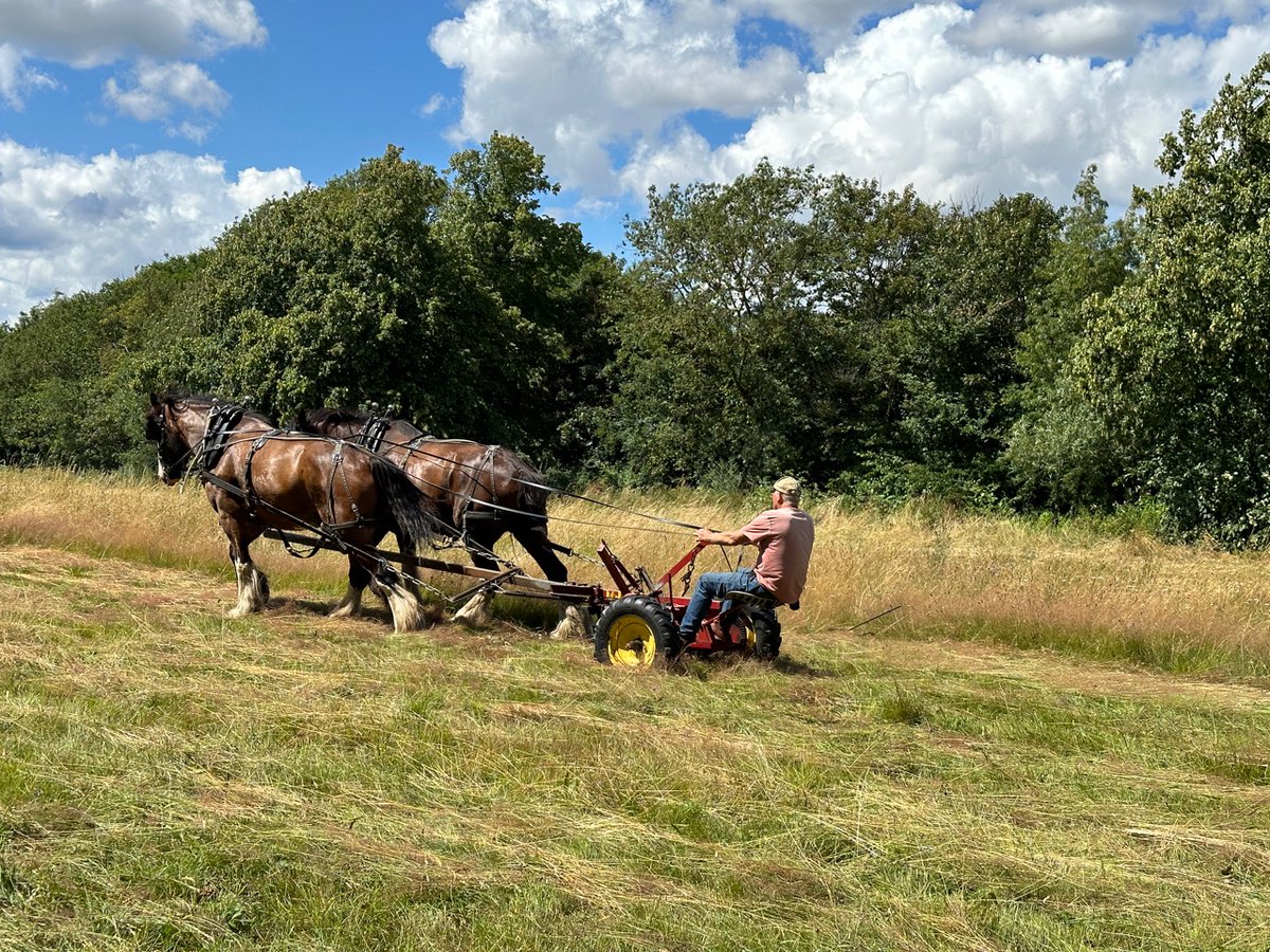 Lovely to see @OpCentaur at work today outside of @HamHouseNT. #Shirehorses #traditional #HamHouse Ham