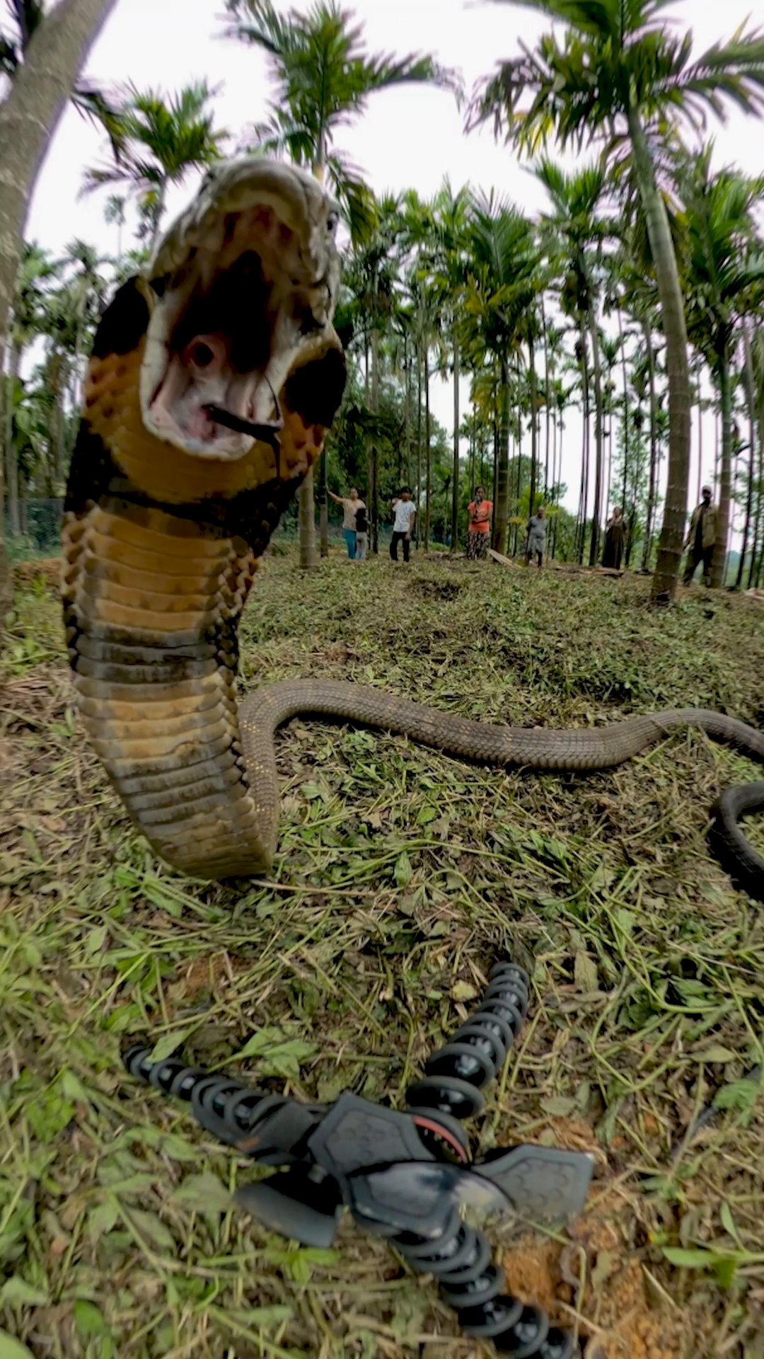 World Record King Cobra