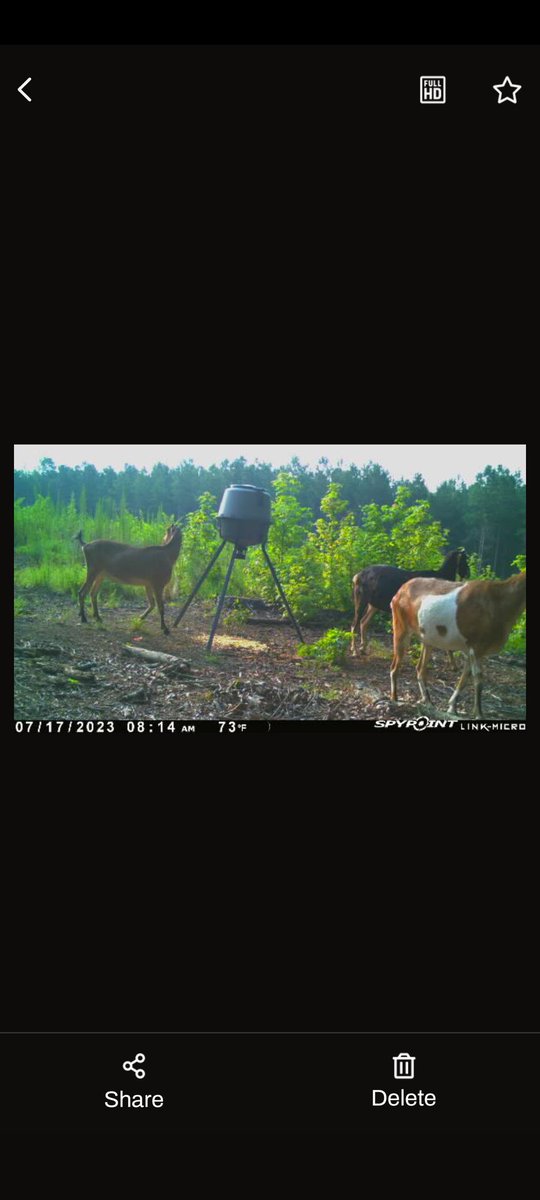 TimYoder17's tweet image. Funny looking deer.