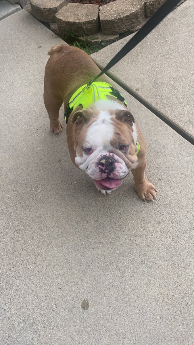 Mom and dad took me to Lowe’s. There were so many new smells. #Englishbulldog #DogsofTwittter