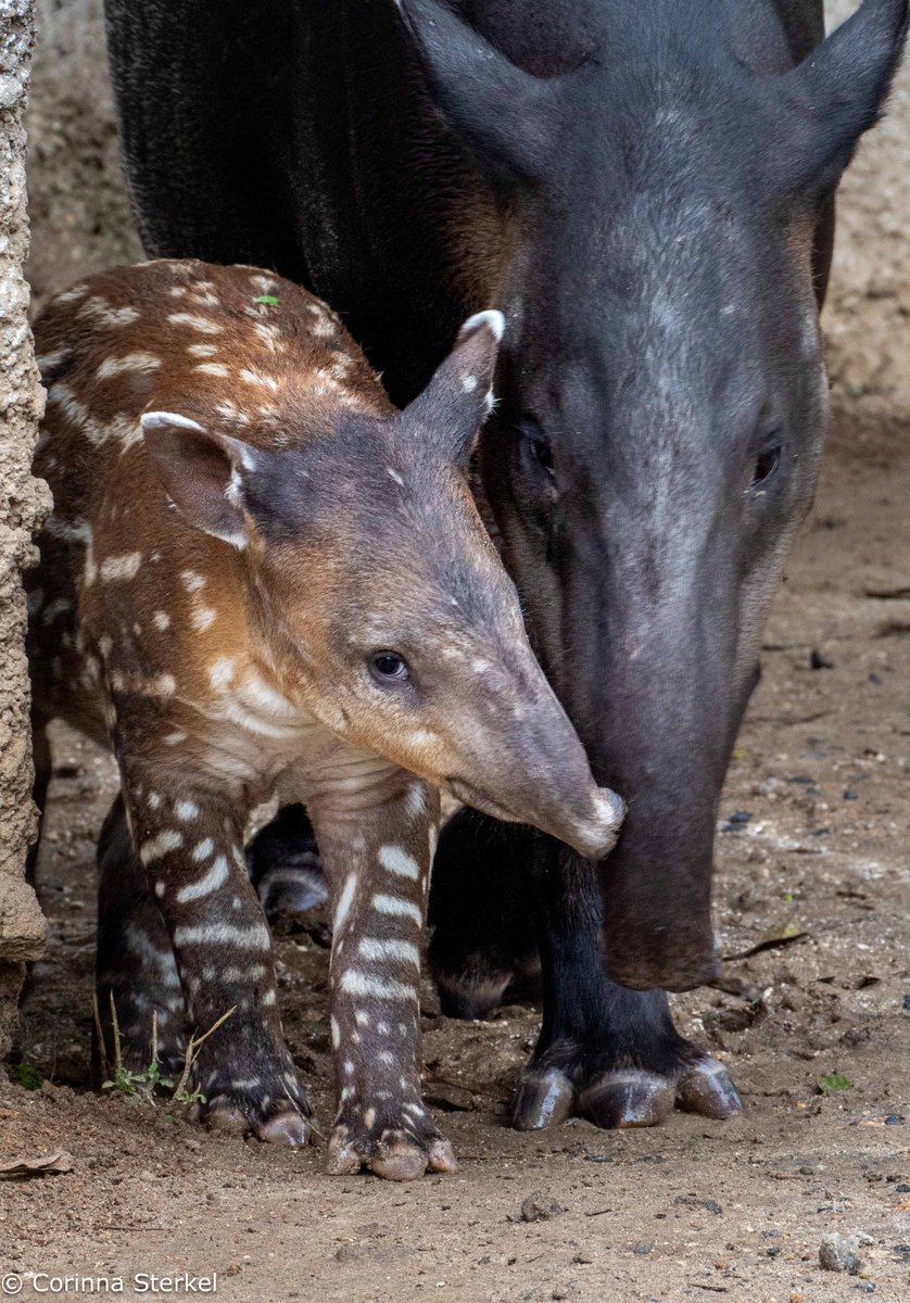 ¡Nuestra hermosa bebe tapir te pide tu apoyo! 📷
El equipo veterinario del zoo, necesita periódico.  Este se utiliza como sustrato para algunos animales.
Puedes dejarlo en la garita de la administración del zoo, sellaremos tu ticket de parqueo en recepción. ¡GRACIAS!