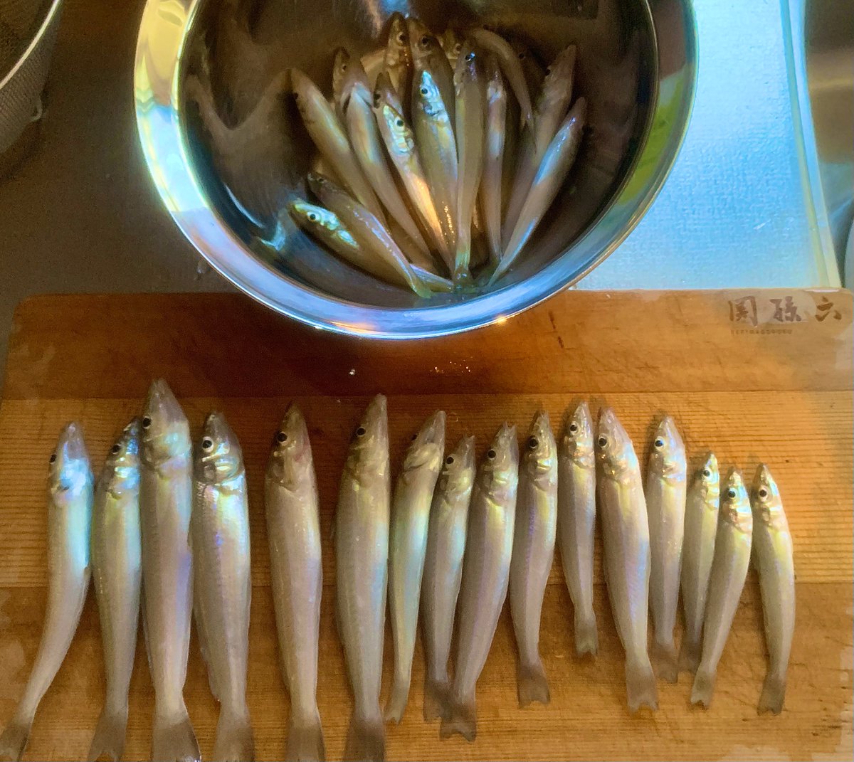 pippusu888's tweet photo. 久しぶりのキス釣り‼️
メイン餌は赤ゴカイ❗️サブ餌の #パワーイソメ も頑張ってくれました♪ https://t.co/pv0yNDP2VM