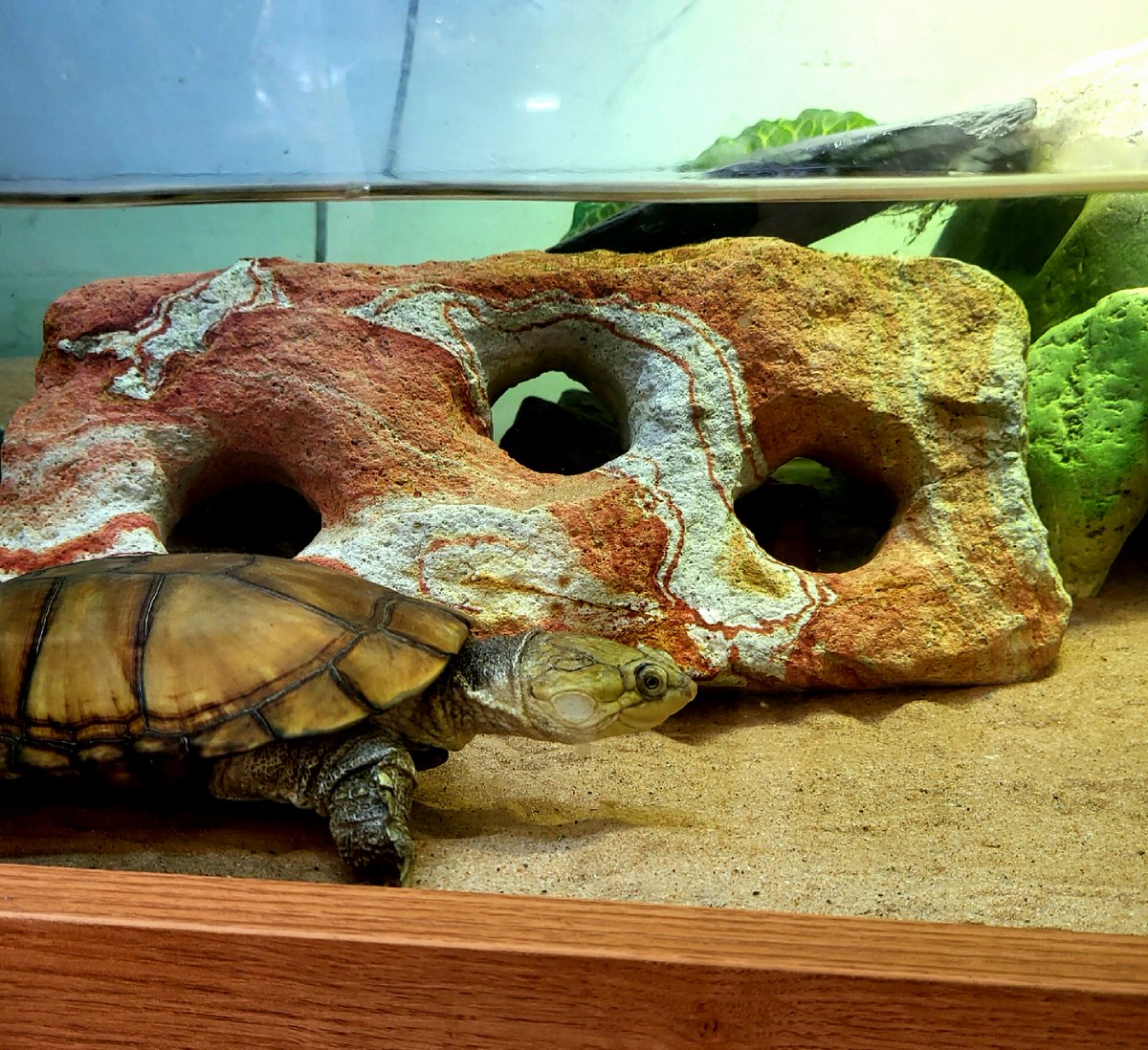 One of our more interesting animals is now for sale! This super unique animal is an African Helmeted Turtle! Come in-store or call us on 01604753823 for more information!
5-star Animal Licence number: AWL0025