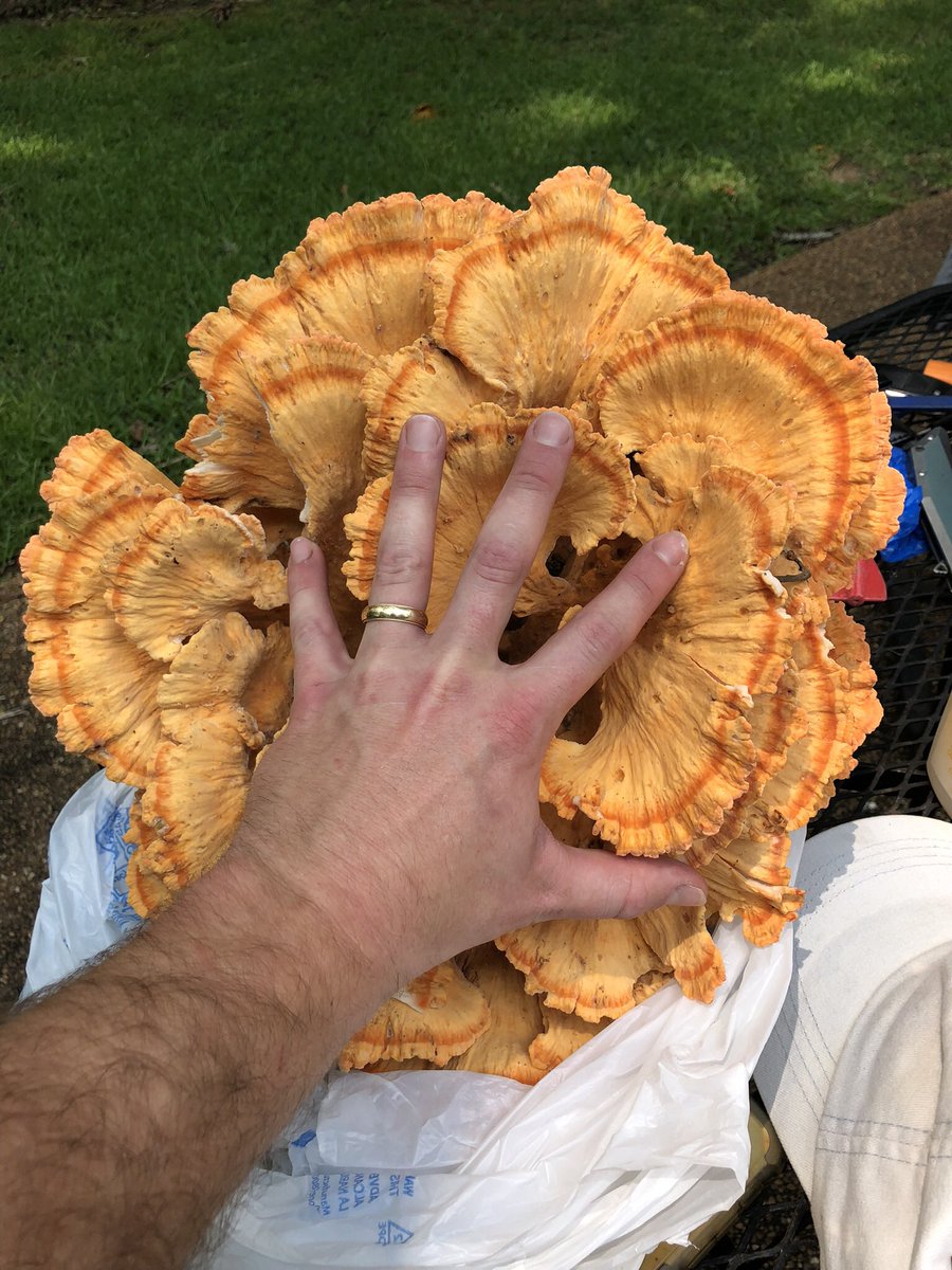 Over the weekend we scored some golden chanterelles (left) and a massive “chicken of the woods” (right) — lucky to have a friend point out what mushrooms to look out for in the woods by the house 🙌🏼