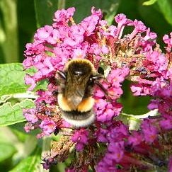 aglehm's tweet image. Endlich sind sie wieder hier