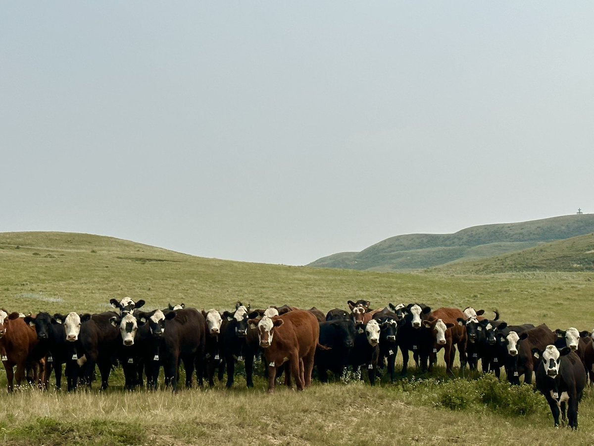 jefferystraker's tweet photo. Drove Saskatchewan highway 18 via Wood Mountain, Kildeer to Rockglen for a show. My first trip down there. Endless pastureland, rolling hills, ranch country, Sioux history and a nice historic park: beautiful! (&amp; still scraping grasshoppers off the car!)  #saskatchewan https://t.co/bdTu4cG3v8