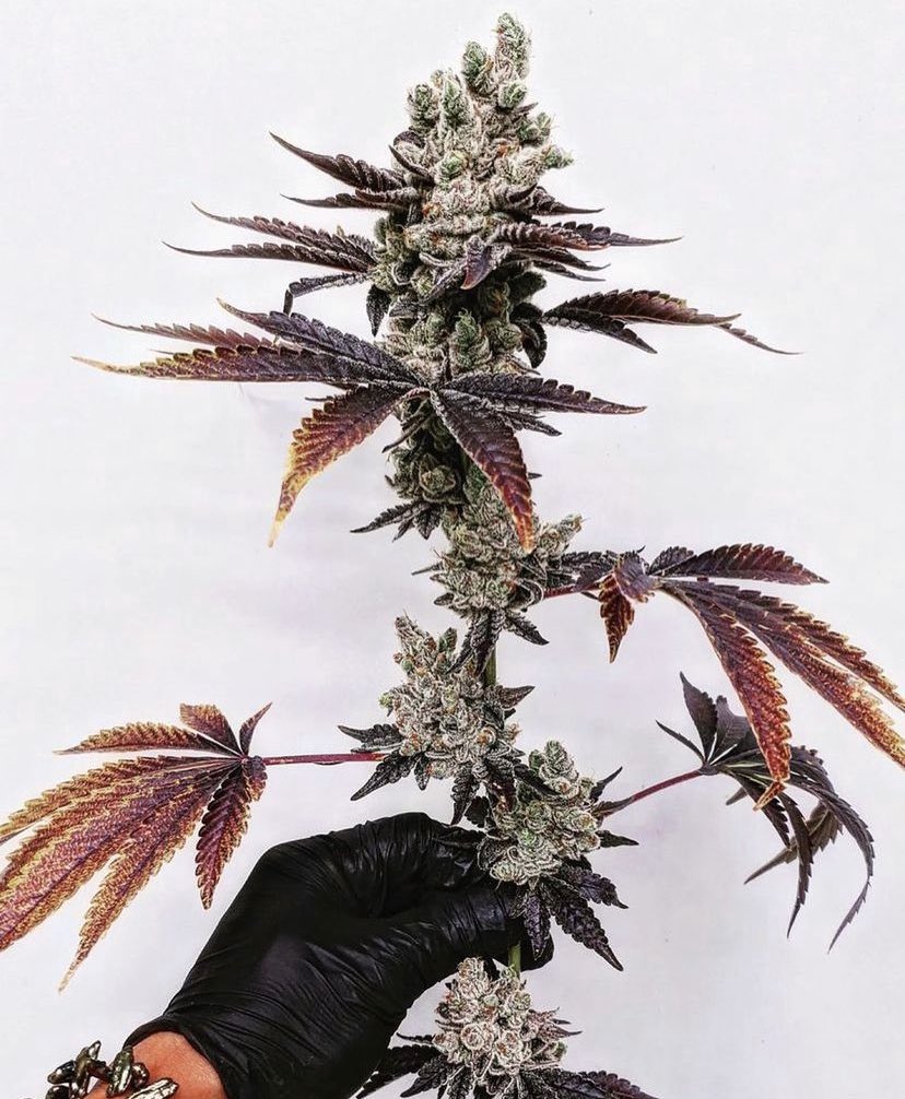 Checkout this 🔥 strain called Mandorin Rain 🌹☔️ 

📸: @master_grower_tiger