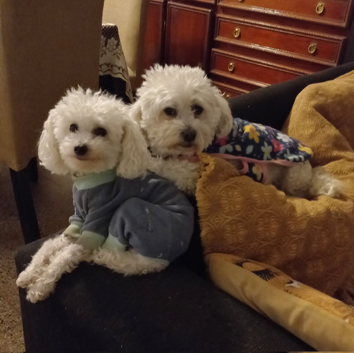 pauchimateo's tweet photo. 8 patitas que amo 🐾 https://t.co/N5ysGWso5V