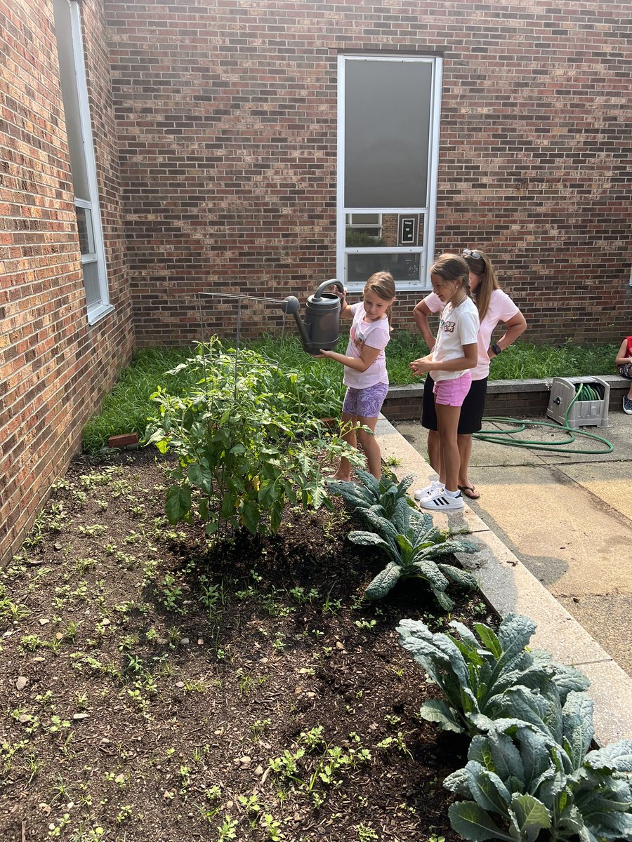 EricaReynolds00's tweet photo. Harvesting our crops in the garden in our Summer Bridge Garden. Grateful for the rain yesterday and the sunshine today 🪴🌱 @CNSchools https://t.co/JWLBT7o11x