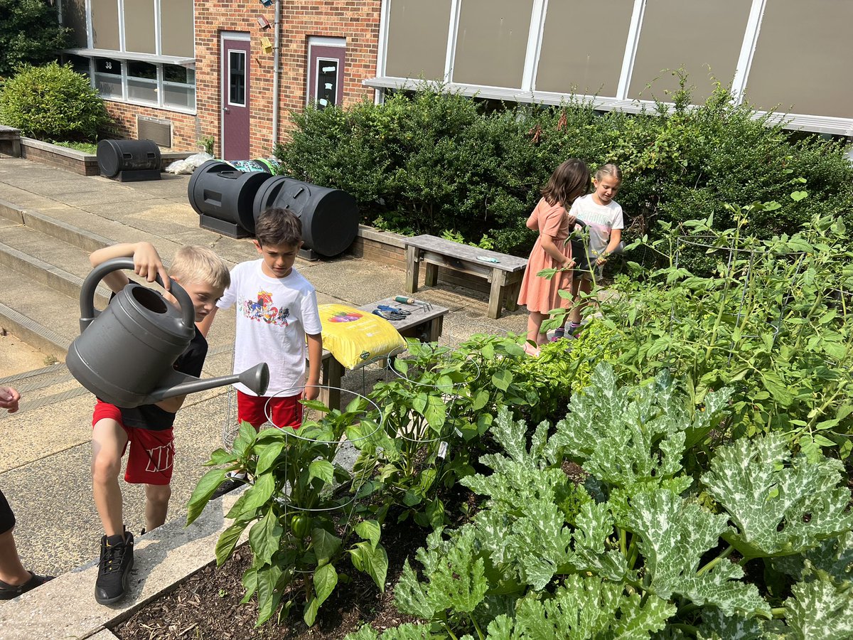 EricaReynolds00's tweet photo. Harvesting our crops in the garden in our Summer Bridge Garden. Grateful for the rain yesterday and the sunshine today 🪴🌱 @CNSchools https://t.co/JWLBT7o11x
