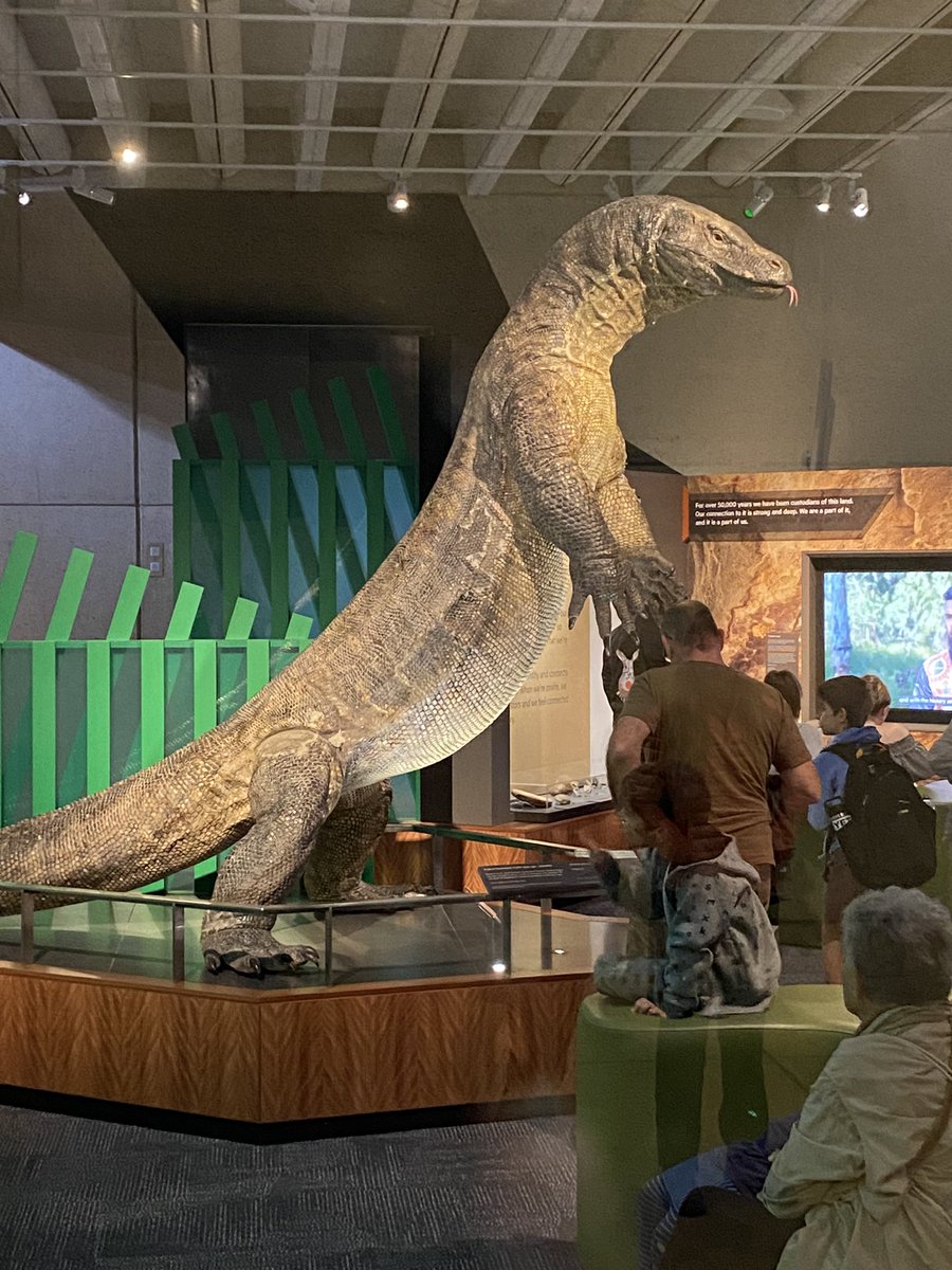 Stegolith2's tweet photo. I didn’t have time to visit today, but I passed by the window and THERE HE WAS!! 🤩 https://t.co/PTihrkyJkX