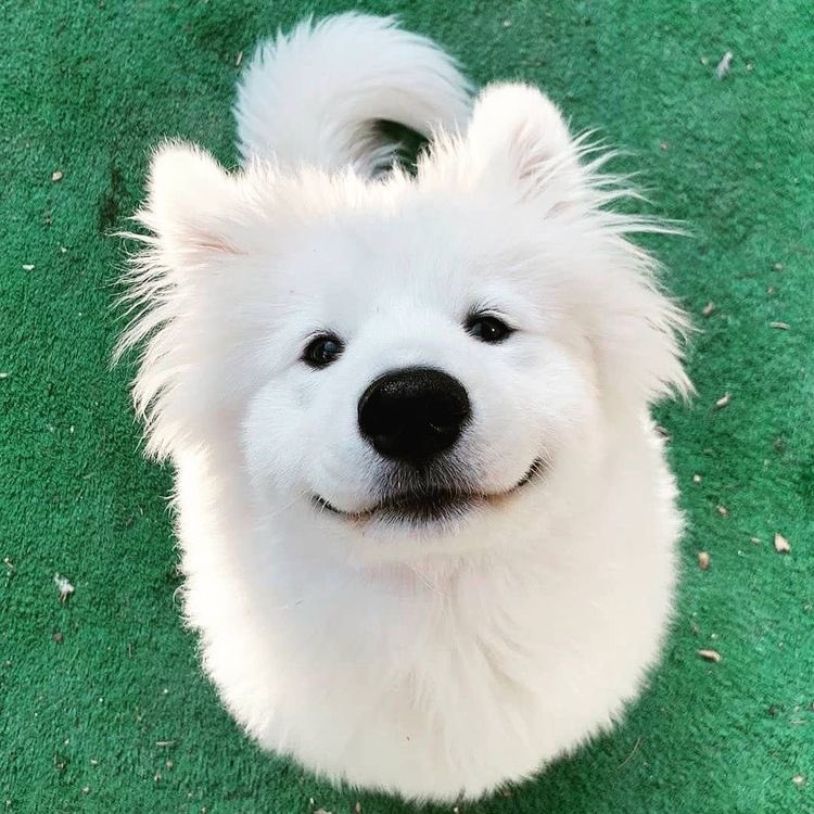 웃는강아띠
똑같잔니 ㅜ ~~!