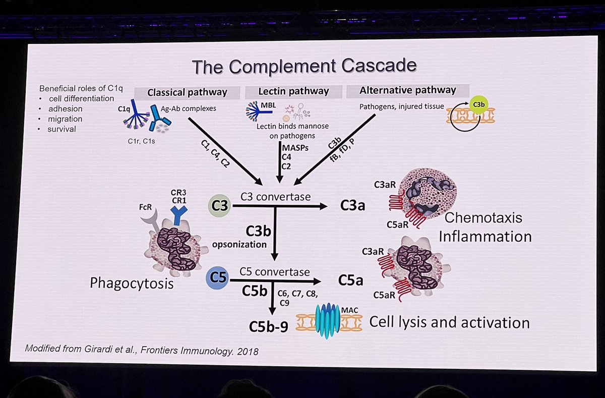 DrMenghis's tweet photo. Great presentation by Prof #Lemere on the Evolving Role Of Complement in #AlzheimerDisease. https://t.co/aAZh21dHI5