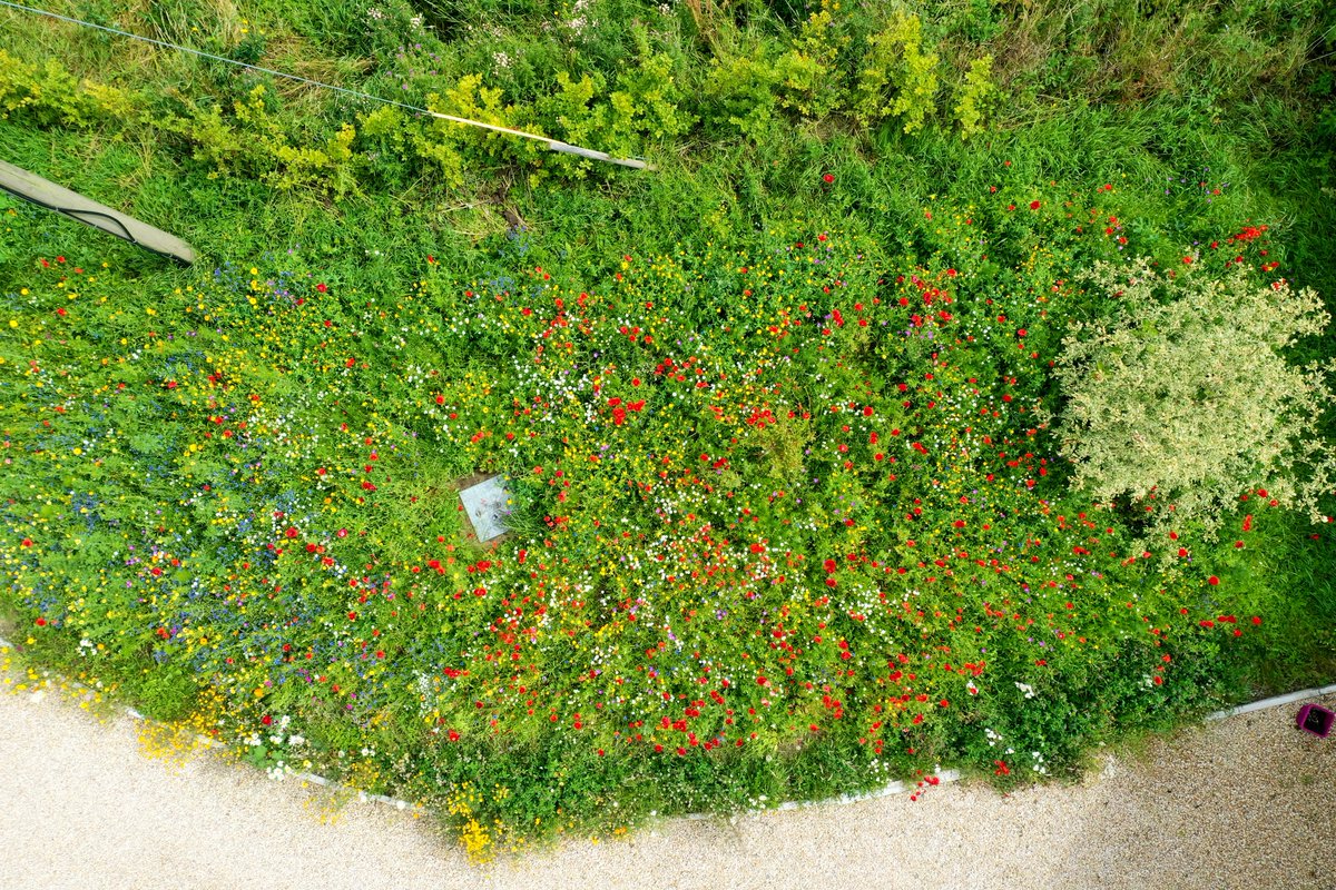 CarlowWeather's tweet photo. Using the drone to capture from above without walking on them. For those asking I prepared a stale seed bed by digging out the old grass and rotavating a few times. Then left for a while and weeded before raking in seeds at end of April. 

The manhole cover is for my water well. https://t.co/BN7lHjVRFC