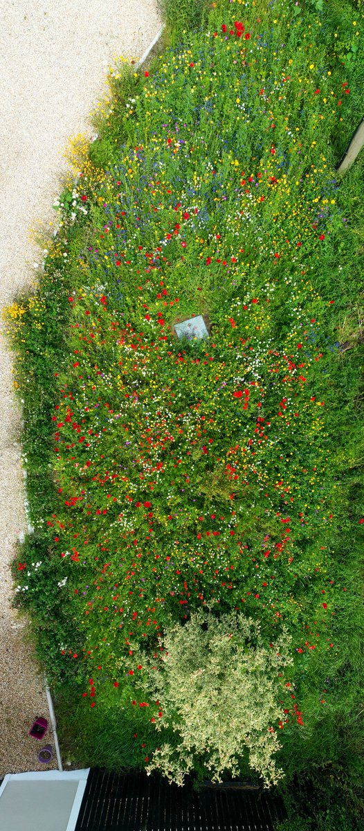 CarlowWeather's tweet photo. Using the drone to capture from above without walking on them. For those asking I prepared a stale seed bed by digging out the old grass and rotavating a few times. Then left for a while and weeded before raking in seeds at end of April. 

The manhole cover is for my water well. https://t.co/BN7lHjVRFC