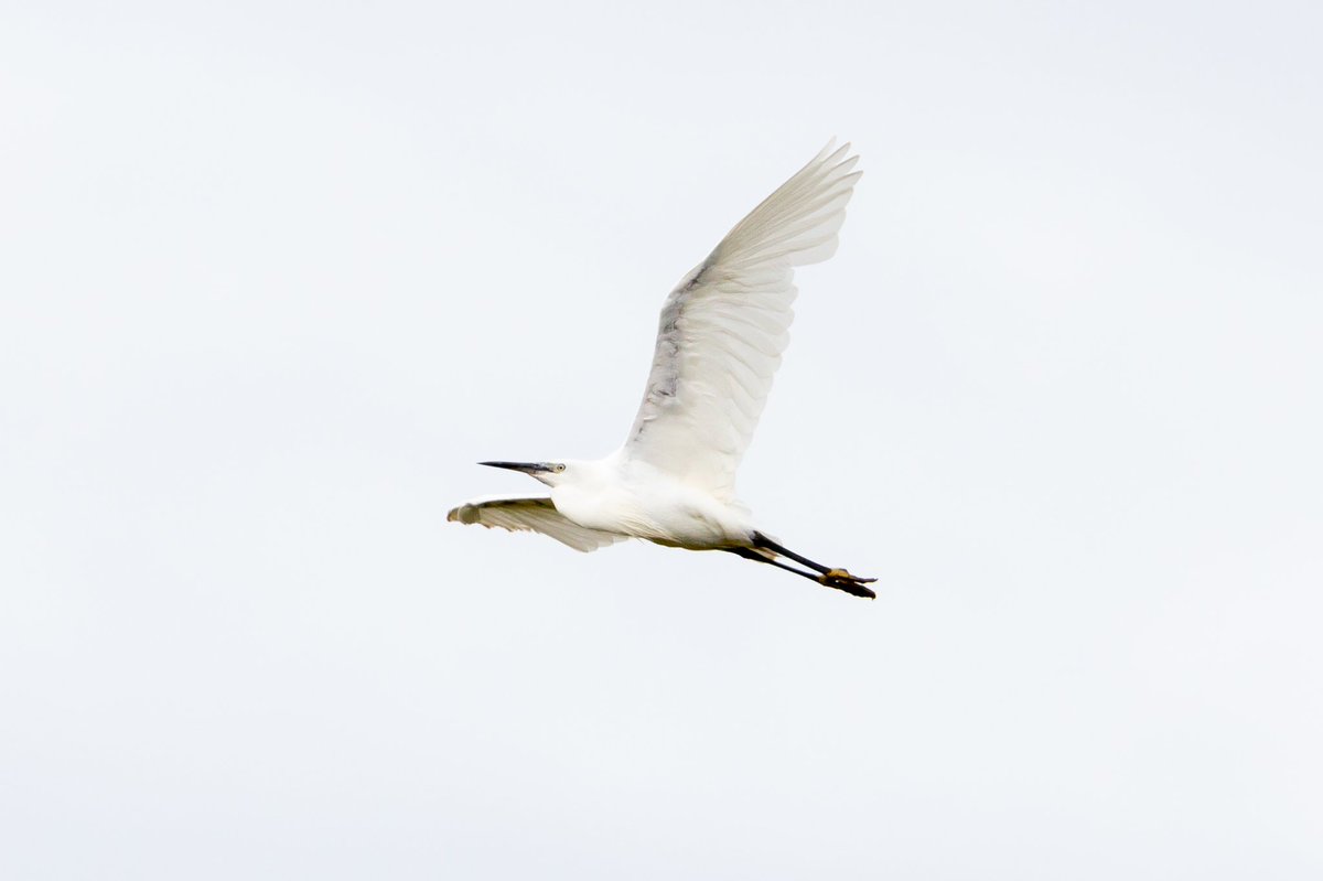 Spotted an Egret at Gibraltar Point yesterday between downpours! <a href="/LWTWildNews/">LWT Wild News</a>