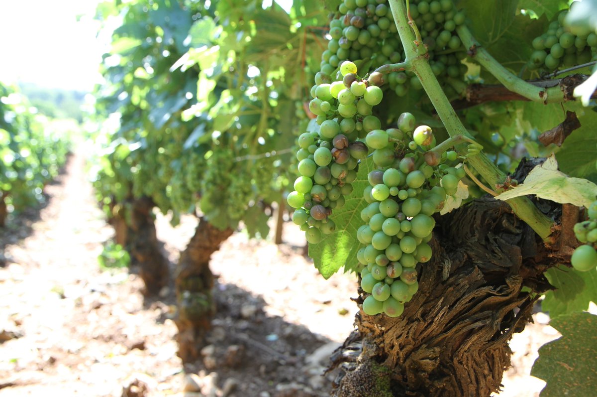 3ième orage en 1 semaine seulement pour les vignes de Mâcon, avec grêle et tornade ce samedi 15 juillet. Si la récolte reste correcte, elle n’est  désormais "plus pléthorique".
vitisphere.com/actualite-9985…
