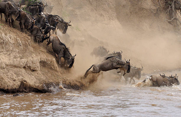 RestDusty's tweet photo. Not just wildebeest that migrate, 2 million animals, including 300k zebras and a whole assortment of gazelles. The famous river crossing that provides ‘documentary worthy’ footage is across the Mara River

#wildlifephotography #wilderness #travelwithdustyrestsafariss #nature https://t.co/gbIBq4vvTE