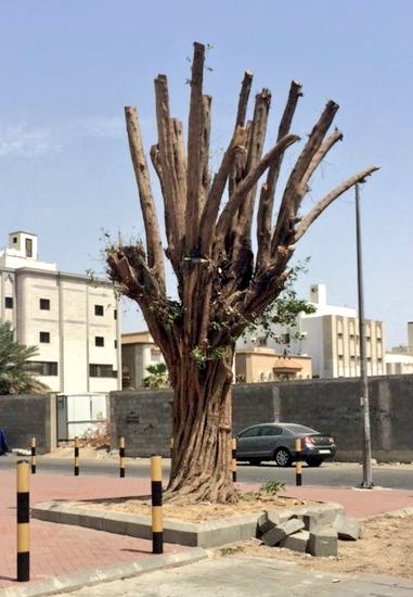 ALMISNID's tweet photo. 🔴🟠🟡🔘🟡🟠🔴

🪚 🌳بأي ذنب قُطعت‼️
🪚 🌳بأي ذنب قُزمت‼️

🪚 🌳((بعض البلديات كما الأمانات)) تزرع أشجار الظل في الأرصفة، وتنفق في هذا الوقت والمال، ثم لا تلبث حتى تقلعها بعد سنة أو سنتين أو بضع سنوات في أحيان قليلة، واستبدالها بأشجار ظل أخرى قبل أن يصل ارتفاع الشجرة الأولى مترين ونحوها‼️

🪚 🌳عبث في المال،
🪚 🌳هدر في الوقت،
🪚 🌳وهدم للجهود .. مما يوحي بالضرورة بعدم وجود رؤية لدى البلدية تتسق مع رؤية ولي العهد حفظه الله 2030، بشأن جودة الحياة، وأنسنة المدن، ومبادرة السعودية الخضراء، وأيضاً ترشيد الإنفاق.

🪚 🌳حتى إنك تجد بعض الطرق الرئيسة في (بعض) المدن والمحافظات والتي يقدر عمرها بأكثر من 50 سنة تجد أن ارتفاع الأشجار فيها نفس ارتفاع الأشجار في الطرق التي شُجرت العام الماضي حوالي 1-2م فقط‼️، مما يوحي أن هناك عبثاً في مسألة تشجير الطرق، وهكذا تمضي أعمارنا رغبة في رؤية شوارعنا مدهامة بالأشجار، وارفة الظلال كما في دول العالم أجمع،

 🪚 🌳ولكن ... رأي البلدية ومنهجها التبديل في الأشجار لأسباب غير معروفة، فإن ثبتوا على نوع واحد من الأشجار أهلكوها بالتقزيم‼️
وكأن لسان حال بعض البلديات يقول: " اللي يبي أشجار يزرع أمام بيته، أو يسافر يستمتع بها خارج #السعودية .." 
والله المستعان.

📮رسالة: لماذا لا يكون هناك كراسة خاصة في: كيف ومتى وأين وما هو صنف الأشجار التي تزرع في الطرق، والمواقف، والحدائق تصدر من الوزارة نفسها، وتلتزم بها البلديات والأمانات، ويتم مراقبة ذلك من خلال مراقبين مختصين في الزراعة والغابات، ومعاقبة أي عبث يصدر من أي بلدية أو أمانة .. بشأن التقزيم أو التبديل أو عدم التشجير. 

@saudimomrah @majedhogail @MEWA_KSA @ncecksa @SaudiVision2030 @ncvcksa @AlfadleyA
(الصور رمزية)