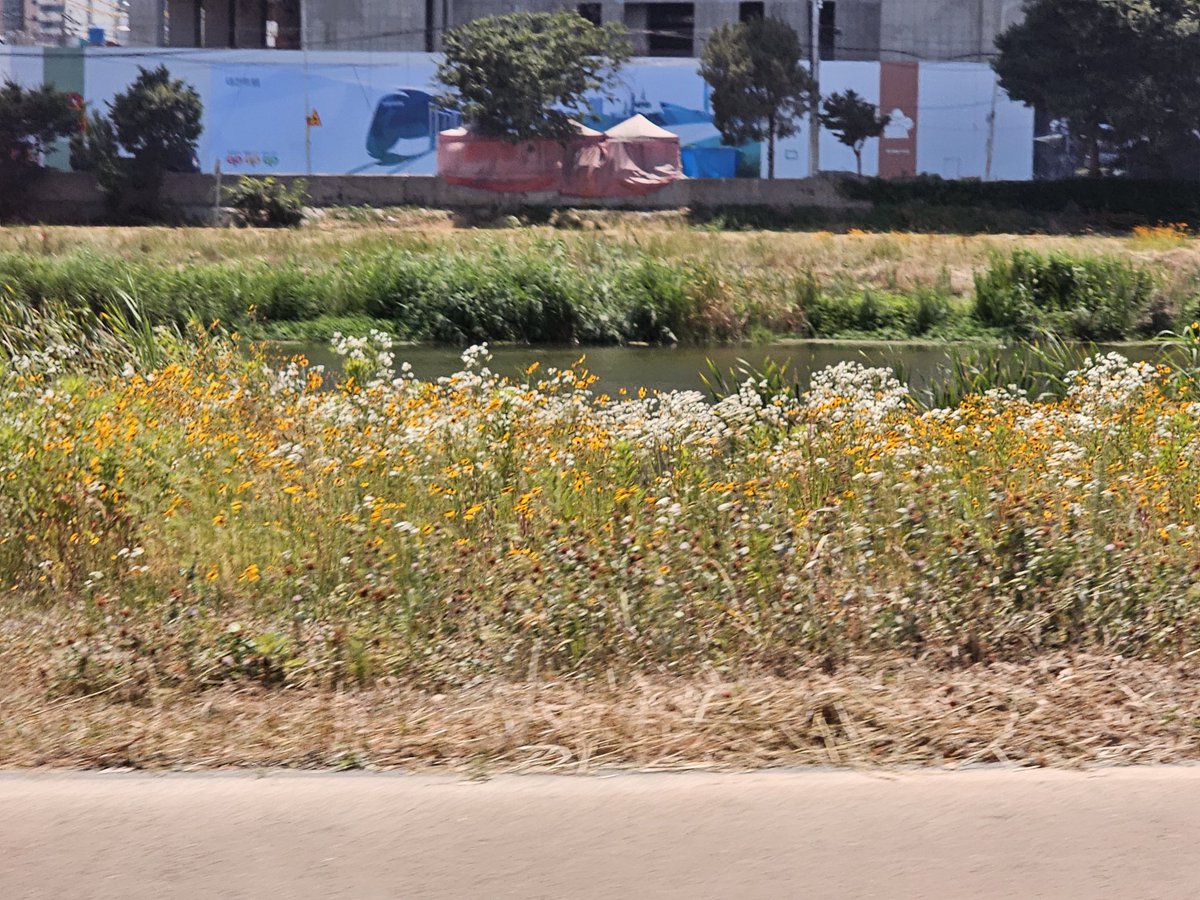 전반기 어느날 숙소에서 택시를 타고 이글스파크로 가던 길.
휴대폰을 보는데 기사님이 "바쁘세요?"라고 묻길래 살짝 긴장했는데
"안 바쁘시면 바깥 좀 보세요 꽃이 예뻐요"라고 해주신 덕분에 꽃구경을 잔뜩 하고 출근했답니다.

가끔 옆을 보는 여유를 가지고 또 치열하게 살아가시길. 모두 파이팅.