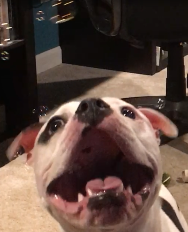 BringPhil tweet picture