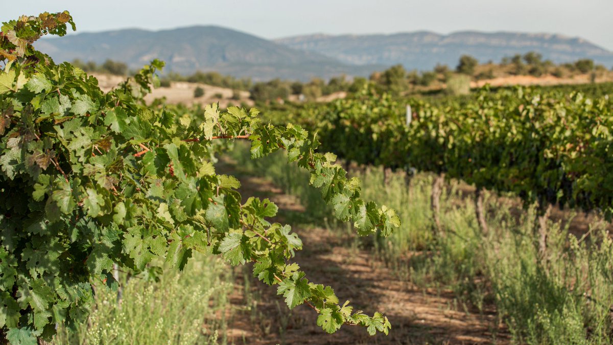 CoopArtesa's tweet photo. I ja hem passat la primera quinzena de juliol...i gaudim dels nostres paisatges d'estiu!!
#vinyes #vinya #docostersdelsegre #cellermontsec #paisatge #estiu #artesadesegre #noguera #cooperativament https://t.co/sYrtNa5NeR