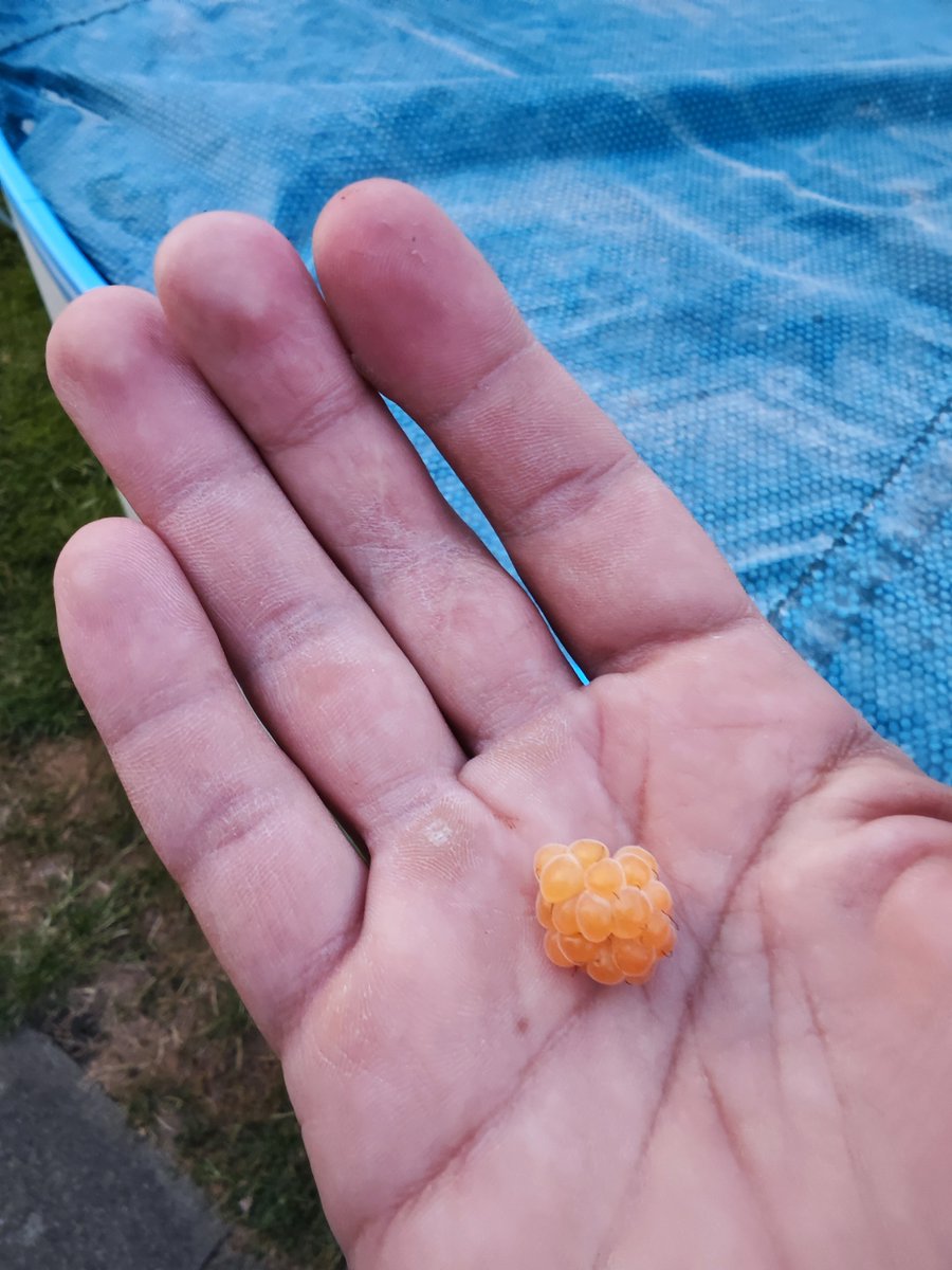 Ich will euch nicht orange Pillen.

Ich gebe euch die gelbe Beere und empfehle euch #nostr als das bessere Twitter!