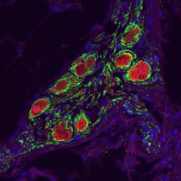 I have an open PhD position! Are you curious, motivated and a team player? Do you want to know what nerves and glia have to do with heart rhythm? Join me to find out: tinyurl.com/yk532t64 #Cardiotwitter meets #neuroscience #cnep please RT :)