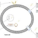 Photo by Journal of Cancer Research and Immuno-Oncology (@immunooncol)