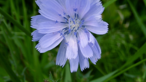 Rondwandeling Natuurtuin -  streekbladzoetermeer.nl/l/146135