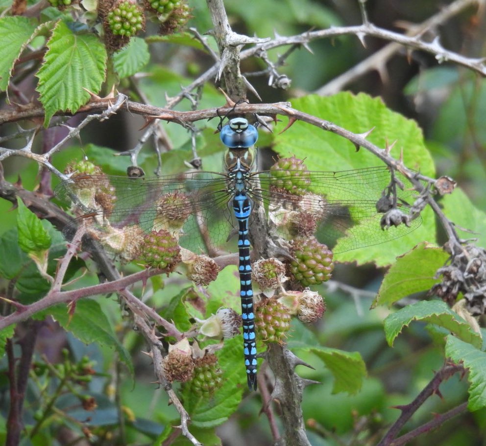 DenyerPeter's tweet photo. Another excellent find from the eagle eyed @brame99 , a gorgeous male southern migrant hawkers on the Landguard peninsula this morning. https://t.co/pdqYvwEnSS