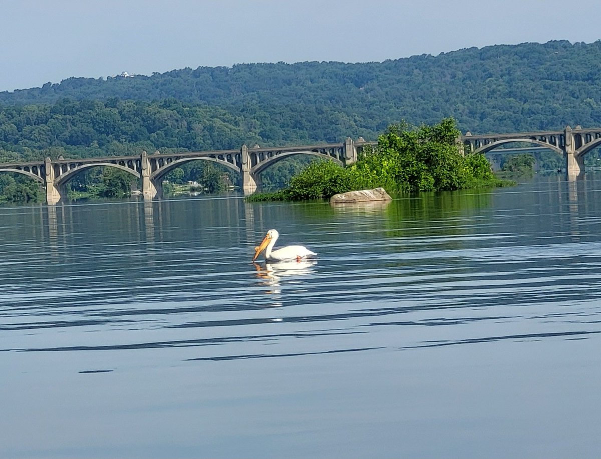 Pelican on #SusquehannaRiver #Susquehanna near Columbia.