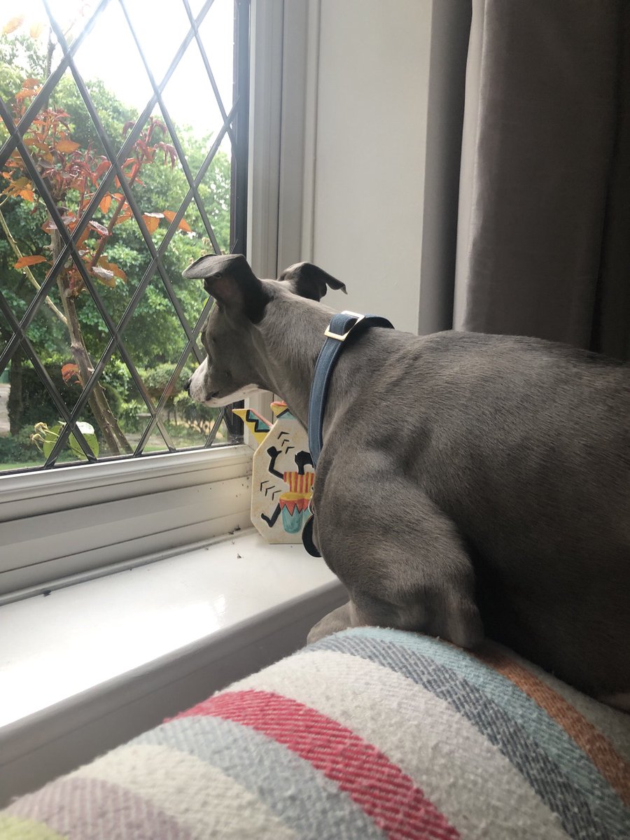 De hoomum has gone out wivout me!!  Something to do with friend and lunch. Me is at home viv de Hoodad but hes boring!  Me is looking for de hoomum to come back!❤️❤️🐾🐾🐾❤️🐾❤️🐾🐾