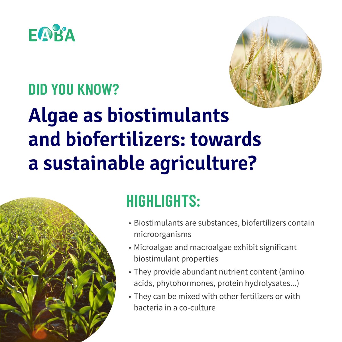 👉 Increase in: root length, crop yield... 👉 Improvement of: germination, leaf area... 👉 Reduction of the negative effect of salt stress #algae #microalgae #seaweed #biomass #research #innovation #science #biostimulant #biofertilizer #agriculture #sustainable #phytohormones