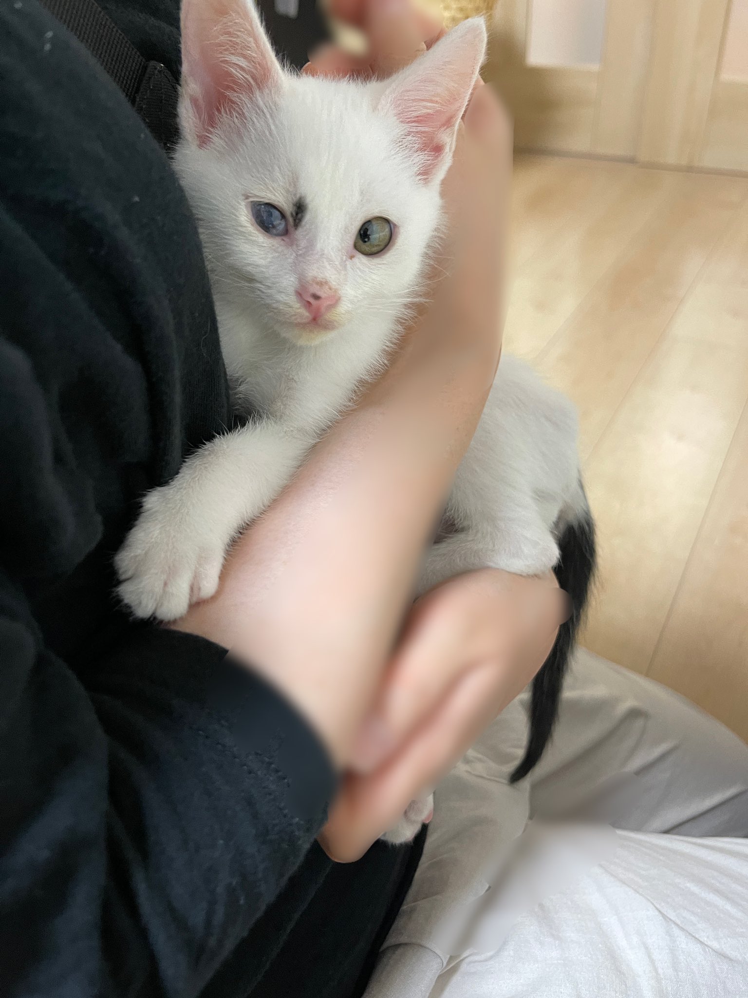 猫整体 キュベレイ on X: 