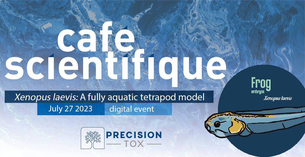 PrecisionTox (@precisiontox) on Twitter photo Join us on the 27th of July at 15.00 for our next Café Scientifique. Dr Andrew Tindall from <a href="/WatchFrog/">Labo Watchfrog</a> will present the many applications of Xenopus Laevis embryos 🐸and how they can help us create a more human-relevant toxicology.
Register here 👉: lnkd.in/d5kNzXa9 Join us on the 27th of July at 15.00 for our next Café Scientifique. Dr Andrew Tindall from <a href="/WatchFrog/">Labo Watchfrog</a> will present the many applications of Xenopus Laevis embryos 🐸and how they can help us create a more human-relevant toxicology.
Register here 👉: lnkd.in/d5kNzXa9