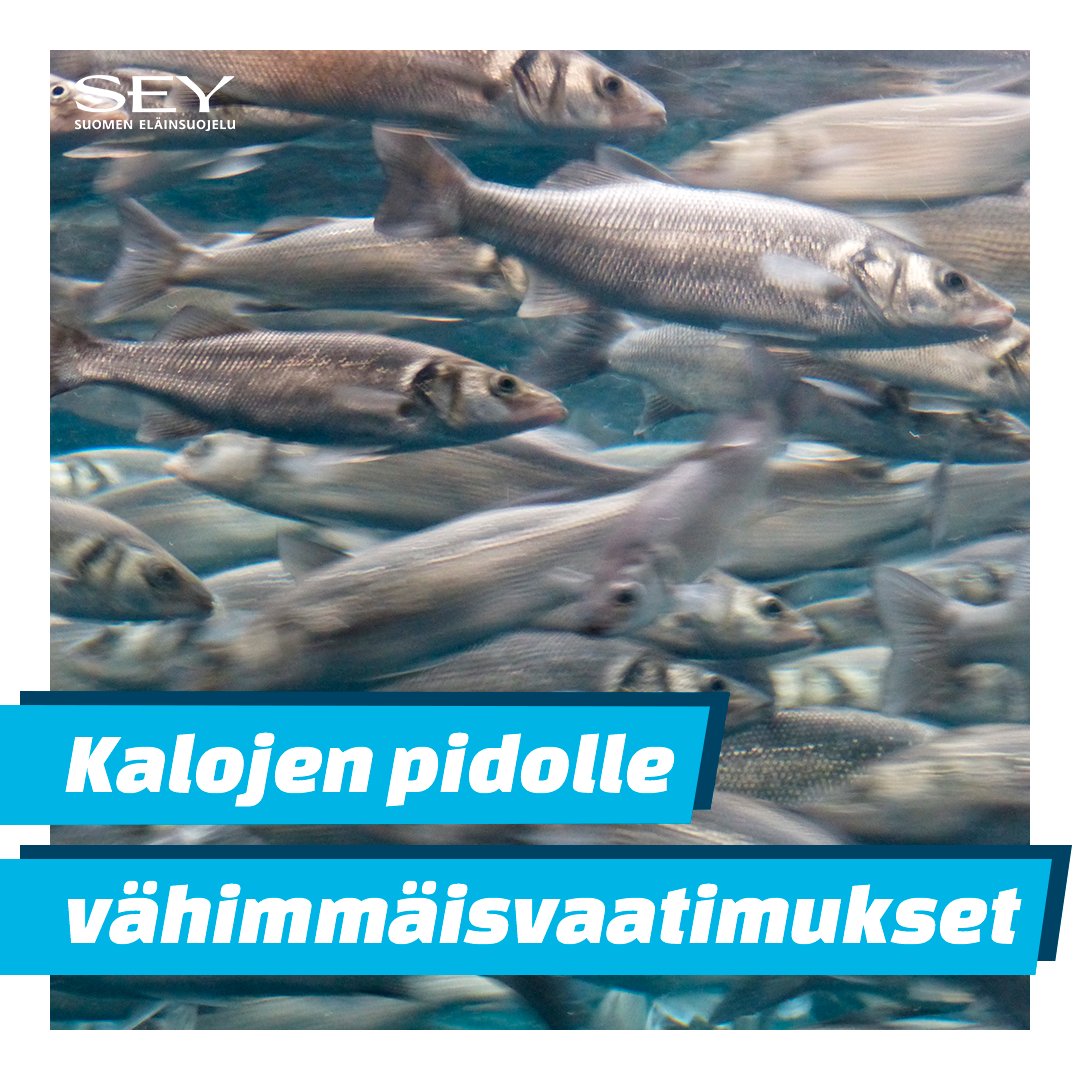 Kalojen pito-olosuhteille ei ole monelta osin määritelty edes vähimmäisvaatimuksia. EU voi muuttaa tämän. Tutustu Eläinten EU:hun ja toimi: sey.fi/elainten-eu/ #NoAnimalLeftBehind #EläintenEU #Eläinlaki #Eläinsuojelu