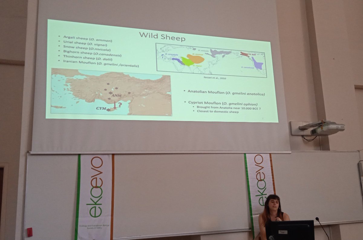 ekoevoder's tweet photo. Gözde Atağ is presenting her work on "Genomic insights into the endangered mouflon populations of Anatolia and Cyprus" #EEBST2023 @gozddeatag https://t.co/Z3Kcob1Mv4