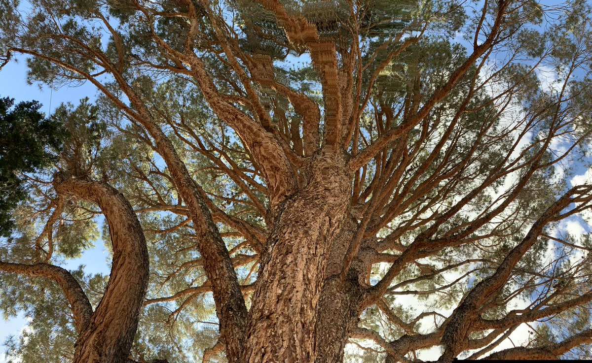 dalfredslade's tweet photo. @SiKImagery Here is #ADifferentView of the canopy of the giant pine tree in front of our house. #NewMexicoLife https://t.co/Cig5awh8Jd