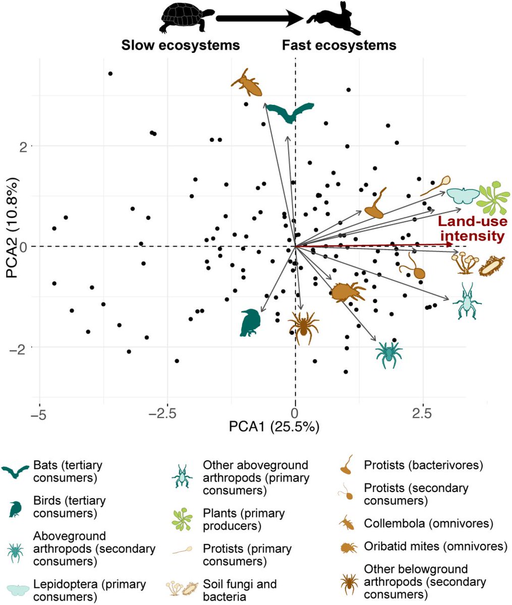 Pete Manning (@peteecology) on Twitter photo New preprint: A fast-slow trait continuum at the level of entire communities' led by <a href="/margot_neyret/">Margot Neyret</a> Found by combining expert knowledge with trait data for >2800 above- and belowground taxa from 14 trophic guilds in the <a href="/BExplo_research/">Biodiversity Exploratories Research</a> plots. biorxiv.org/content/10.110… New preprint: A fast-slow trait continuum at the level of entire communities' led by <a href="/margot_neyret/">Margot Neyret</a> Found by combining expert knowledge with trait data for >2800 above- and belowground taxa from 14 trophic guilds in the <a href="/BExplo_research/">Biodiversity Exploratories Research</a> plots. biorxiv.org/content/10.110…