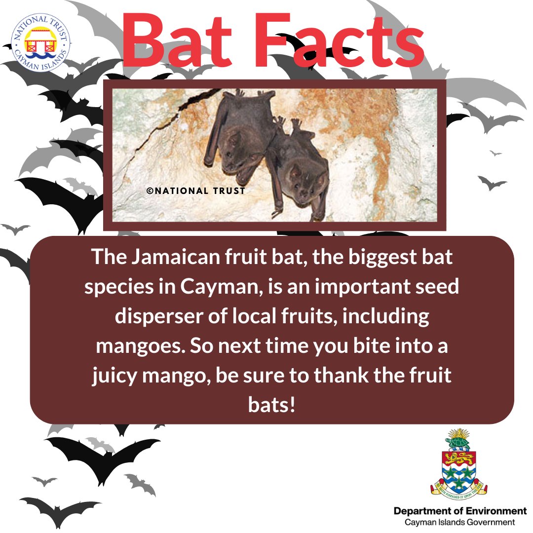 The Jamaican fruit bat (Artibeus jamaicensis) helps fruit trees by distributing the seeds far and wide, enabling more trees to grow. This bat can carry fruits 1.5 times its weight; in its mouth! That would be like a 150lb person h holding a 225lb bag with their teeth!