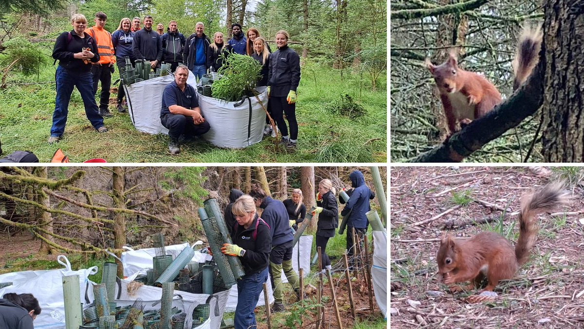 In partnership with @ydmt, 30 volunteers from our North &amp; Scotland region completed 110 hours removing redundant plastic guards as part of the YDMT’s Plastic Free Woodlands project, in the #YorkshireDales 🌲

They also spotted some cute red squirrels running around the woods 👀🐿️